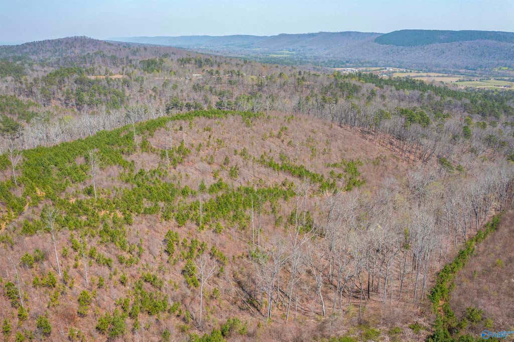 163-acre Duck Springs Road property view 8