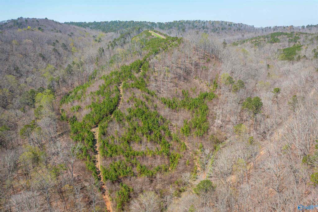 163-acre Duck Springs Road property view 7